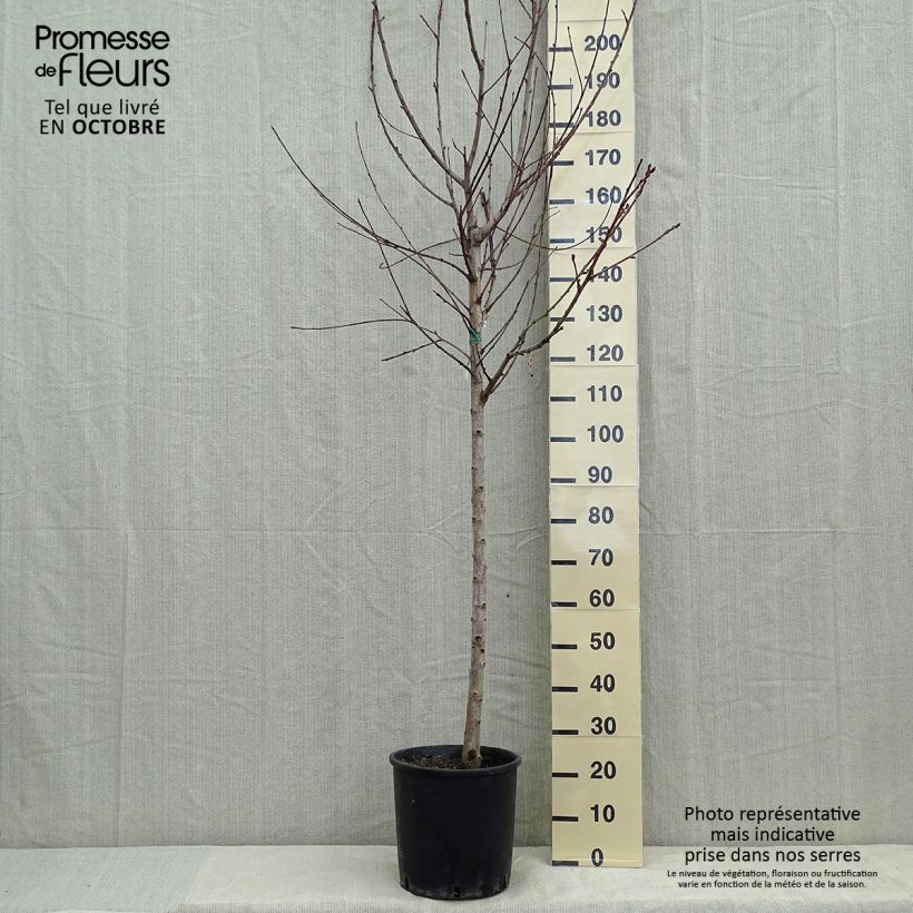 Amostra de Pessegueiro Amsden - Prunus persica Vaso de 7,5 L/10 L, Meia haste tal como entregue no outono