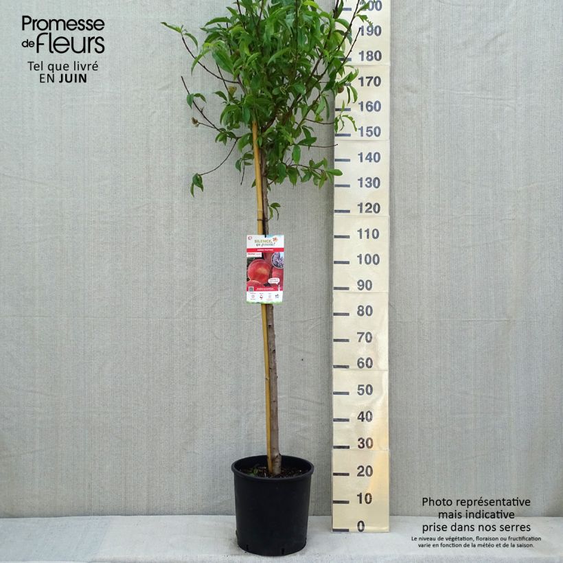Amostra de Pessegueiro Amsden - Prunus persica Vaso de 7,5 L/10 L, Meia haste tal como entregue na primavera