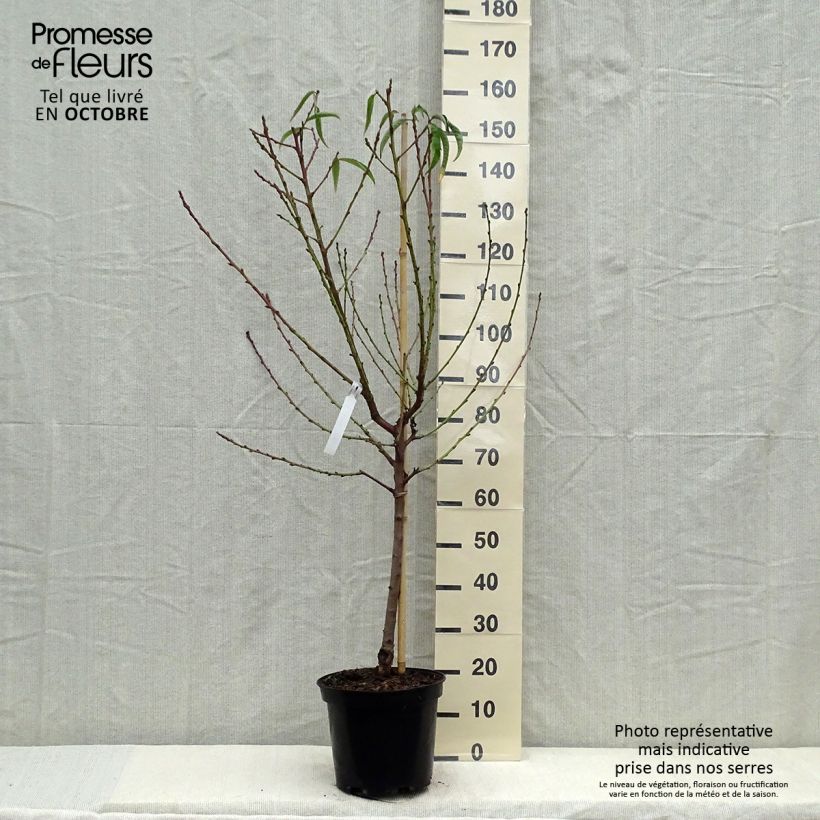 Amostra de Pessegueiro Amsden - Prunus persica Vaso de 7,5 L/10 L, Copo tal como entregue no outono