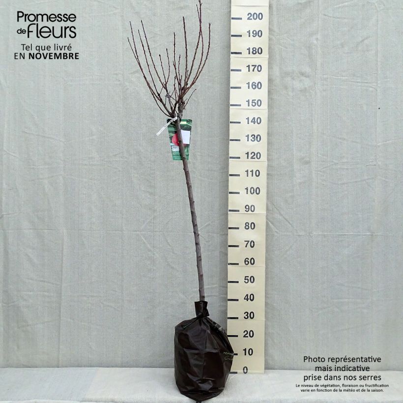 Amostra de Pessegueiro Andromède - Prunus persica Torrão "Pronto a plantar", Meia haste tal como entregue no outono