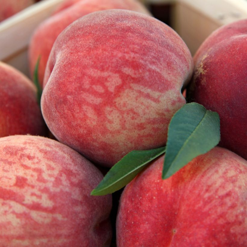 Pessegueiro Andromède - Prunus persica (Colheita)