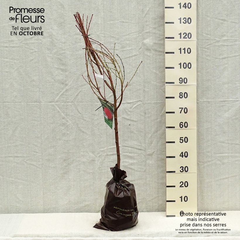 Amostra de Pessegueiro Andromède - Prunus persica Torrão "Pronto a plantar", Copo tal como entregue no outono
