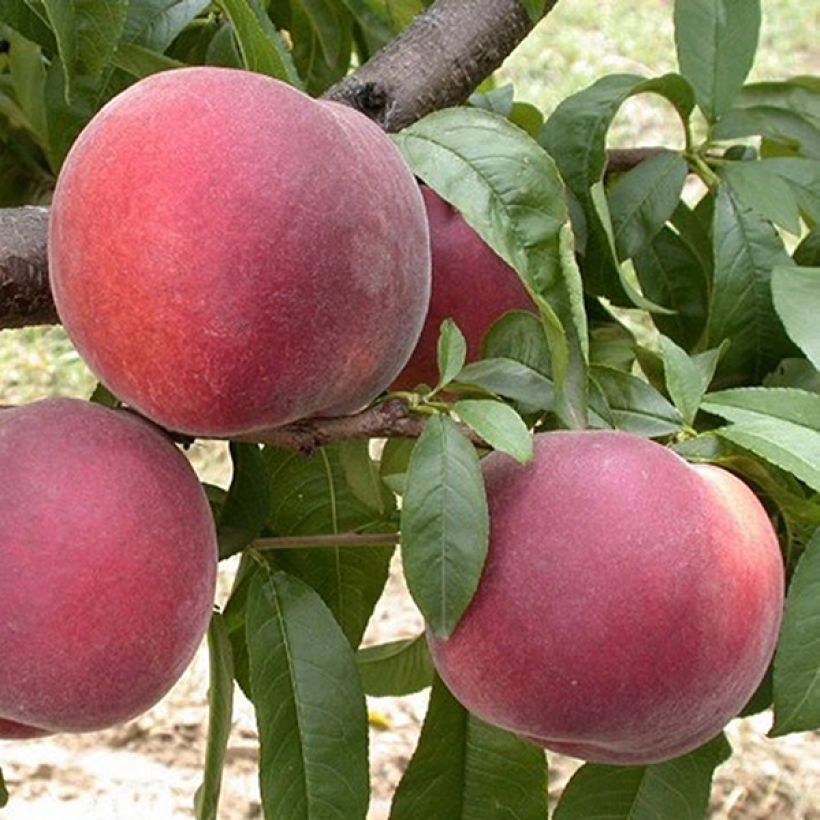 Pessegueiro Anita - Prunus persica (Colheita)