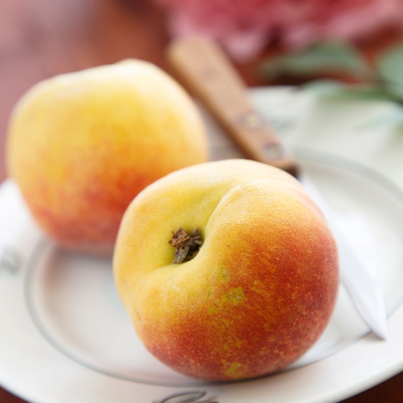 Pessegueiro Belle Angevine Bio - Prunus persica (Colheita)