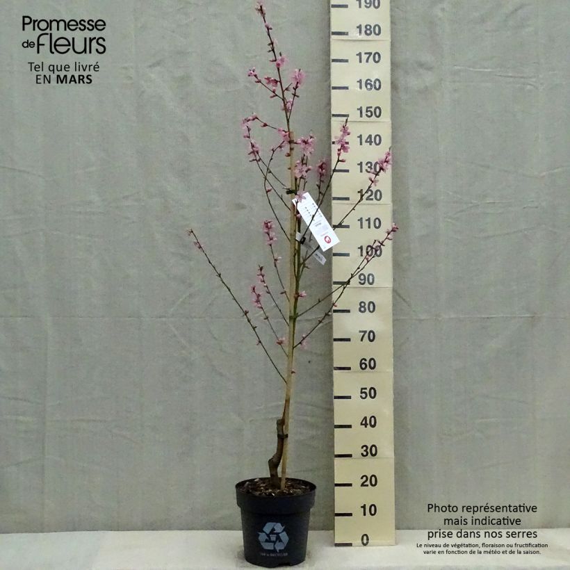 Amostra de Pêcher Bénédicte - Prunus persica Pot de 7,5L/10L, Gobelet tal como entregue na primavera