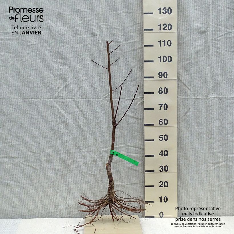Amostra de Pêcher Charles Ingouf - Prunus persica Raízes nuas, Rebento tal como entregue no inverno
