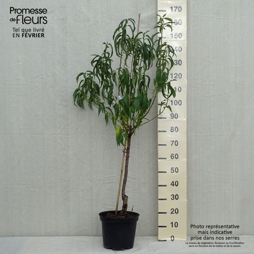 Amostra de Pêcher Charles Ingouf - Prunus persica Pot de 7,5L/10L, Gobelet tal como entregue no outono