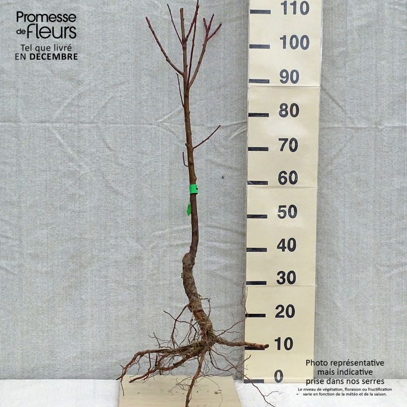 Amostra de Pessegueiro Dixired Bio - Prunus persica Raízes nuas, Rebento tal como entregue no inverno