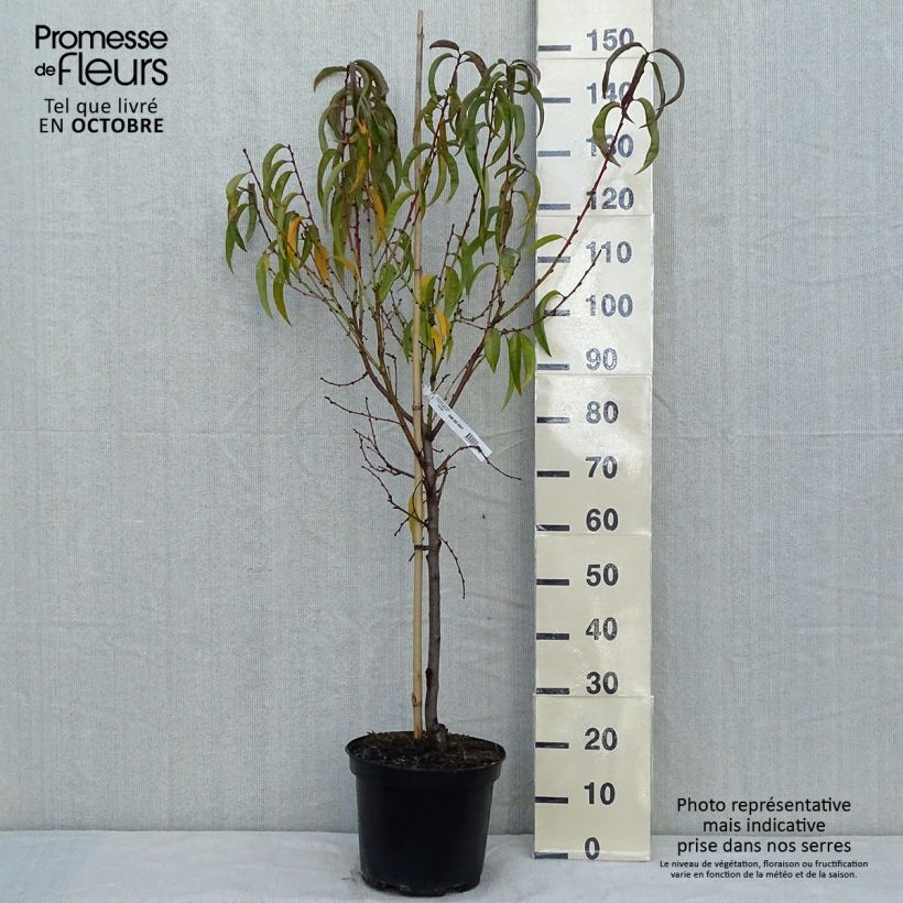 Amostra de Pessegueiro Dixired - Prunus persica Vaso de 7,5 L/10 L, Copo tal como entregue no outono