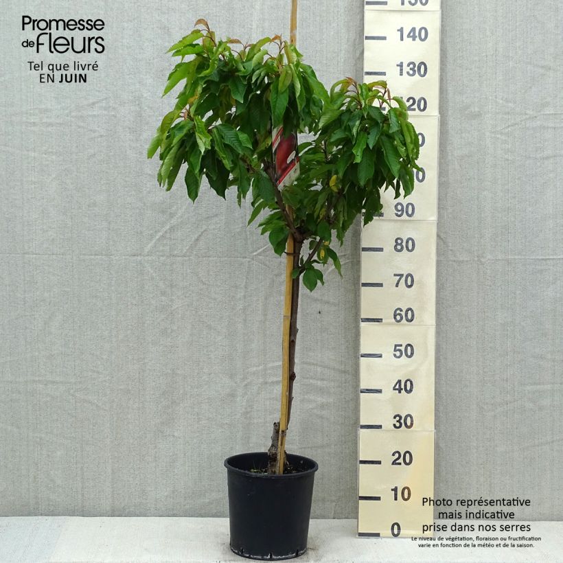 Amostra de Pessegueiro Dixired - Prunus persica Vaso de 7,5 L/10 L, Copo tal como entregue na primavera