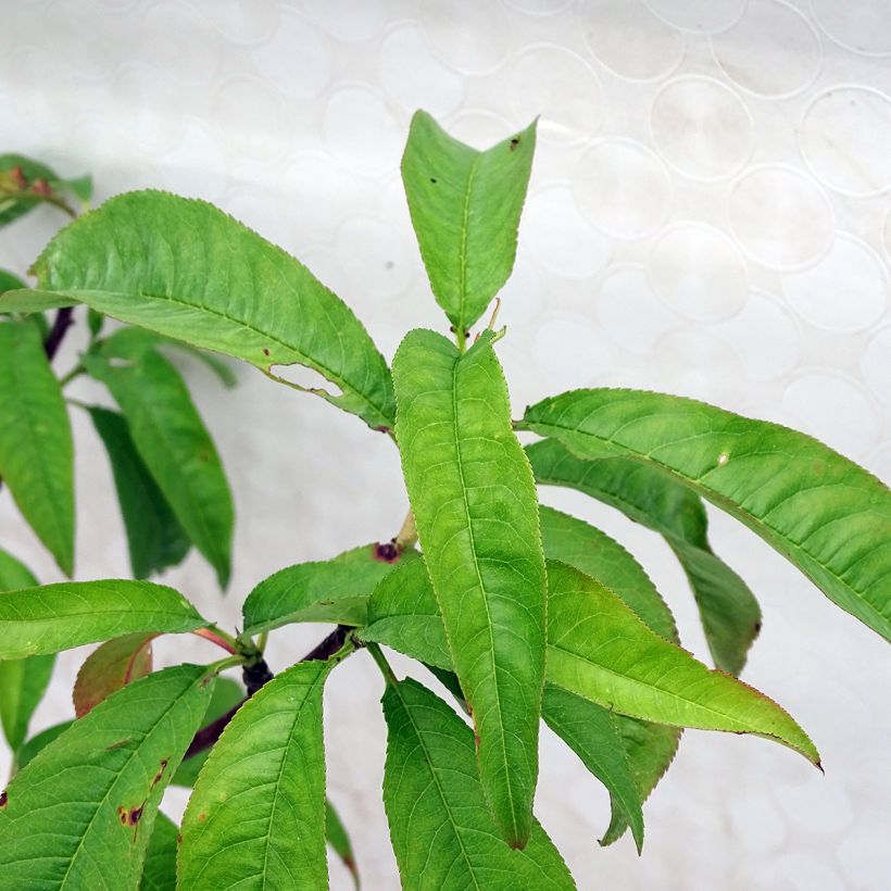 Pessegueiro Grosse Mignonne - Prunus persica (Folhagem)