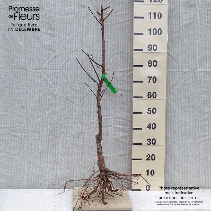 Amostra de Pêcher Grosse Mignonne Bio Grandes Racines nues, Scion tal como entregue no inverno