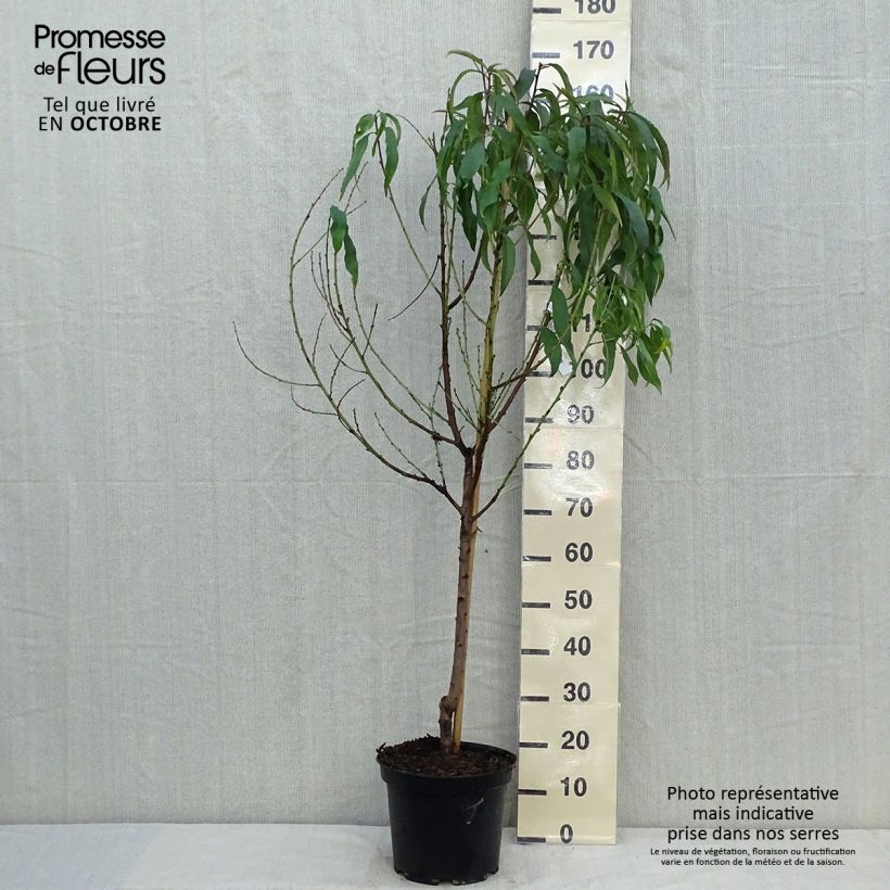 Amostra de Pessegueiro Grosse Mignonne - Prunus persica Vaso de 7,5 L/10 L, Copo tal como entregue no outono