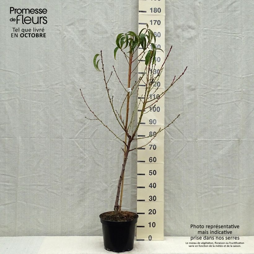 Amostra de Pessegueiro J.H. Hale - Prunus persica Vaso de 7,5 L/10 L, Meia haste tal como entregue no outono
