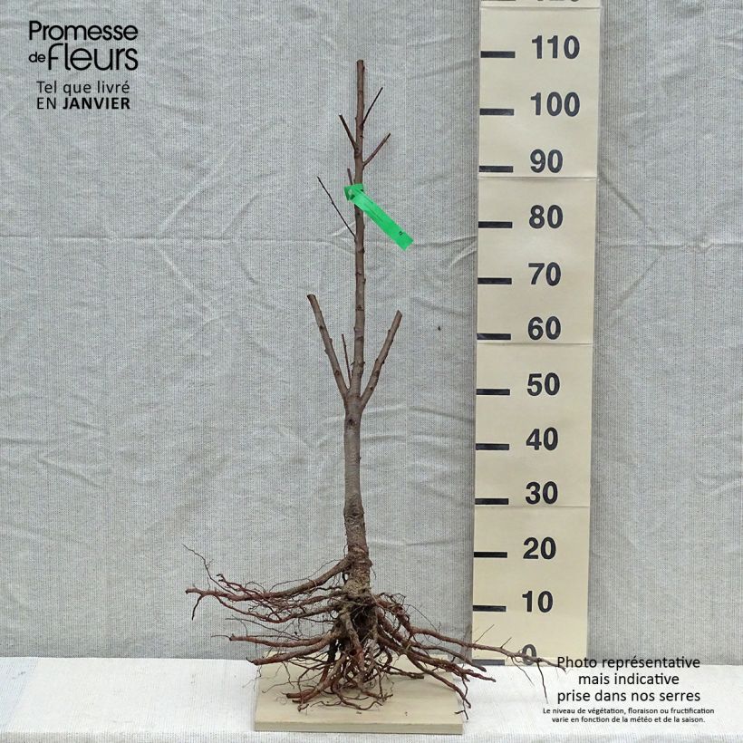 Amostra de Pêcher Jalousia Raízes nuas, Rebento tal como entregue no inverno
