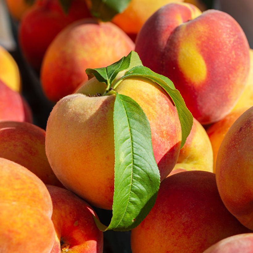 Pessegueiro Madeleine de Courson Bio - Prunus persica (Colheita)