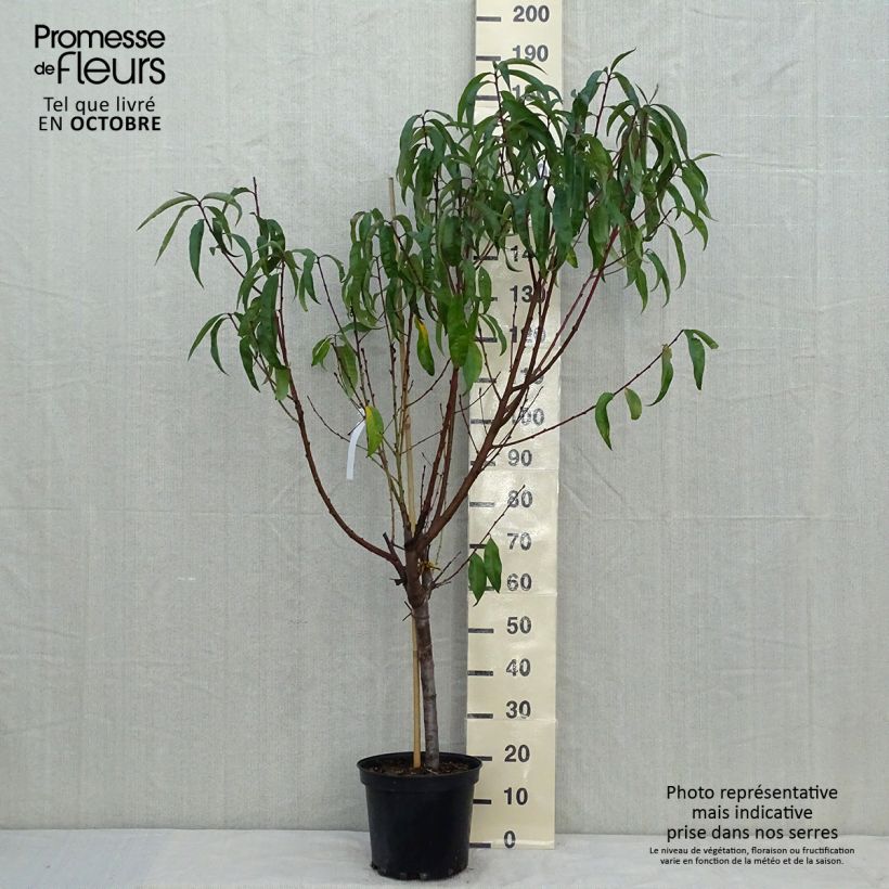 Amostra de Pessegueiro Michelini - Prunus persica Vaso de 7,5 L/10 L, Copo tal como entregue no outono