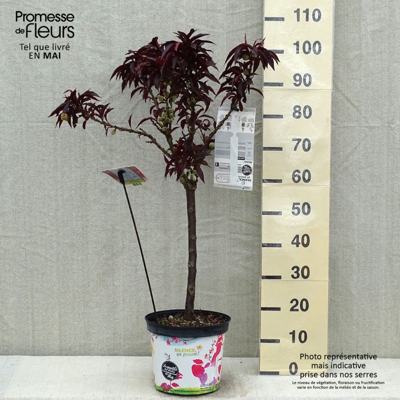 Amostra de Pessegueiro anão Crimson Bonfire - Prunus persica Vaso de 6 L/7 L, 1/4 de haste tal como entregue na primavera