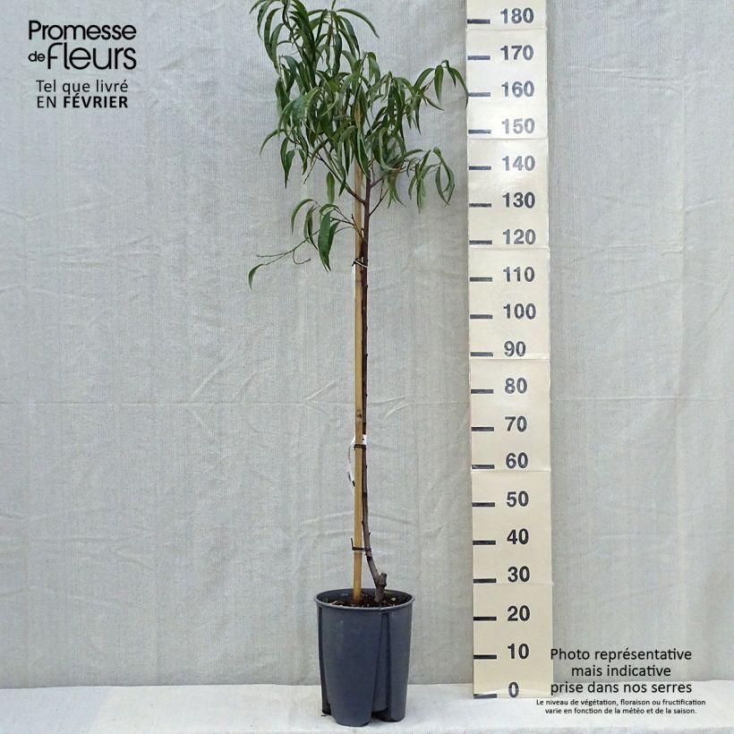 Amostra de Pêcher - Prunus persica Sanguine Pot de 7,5L/10L, Demi-Tige tal como entregue no outono