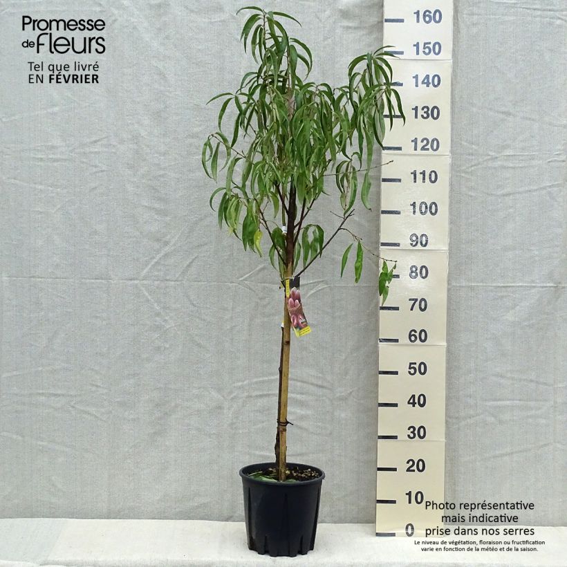 Amostra de Pêcher - Prunus persica Sanguine Vaso de 7,5 L/10 L, Copo tal como entregue no outono