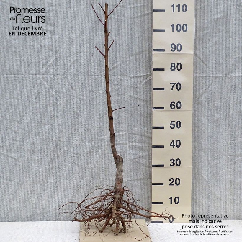 Amostra de Pessegueiro 'Red Robin' biológico — raízes nuas tal como entregue no inverno