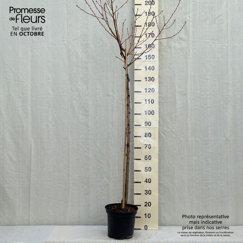 Amostra de Pessegueiro Redhaven - Prunus persica Vaso de 7,5 L/10 L, Meia haste tal como entregue no outono
