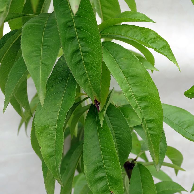 Pessegueiro Redhaven - Prunus persica (Folhagem)