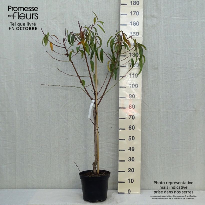 Amostra de Pessegueiro Redhaven - Prunus persica Vaso de 7,5 L/10 L, Copo tal como entregue no outono