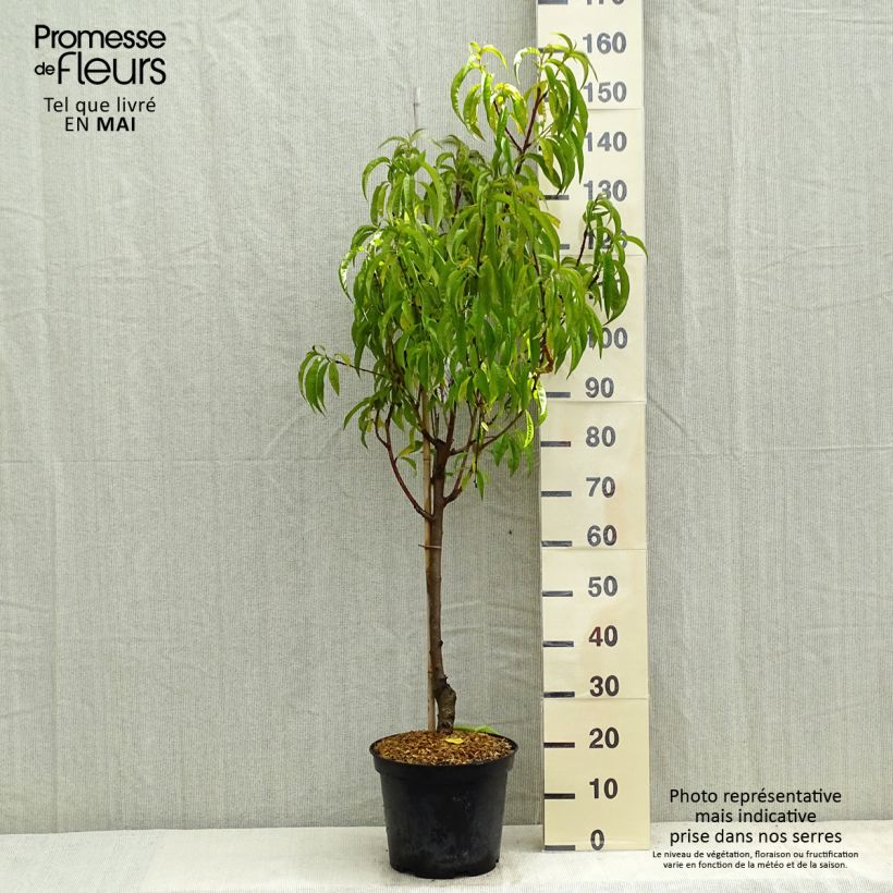 Amostra de Pessegueiro Redhaven - Prunus persica Vaso de 7,5 L/10 L, Copo tal como entregue na primavera