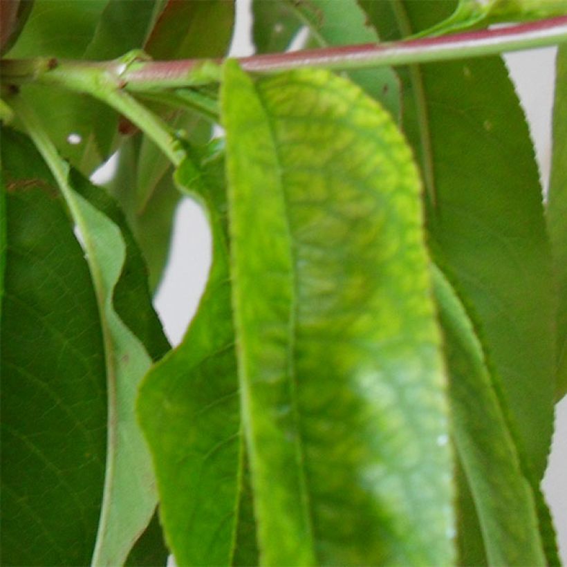 Pessegueiro Robin - Prunus persica (Folhagem)