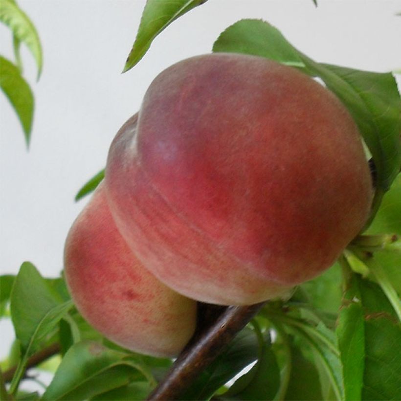 Pessegueiro Robin - Prunus persica (Colheita)