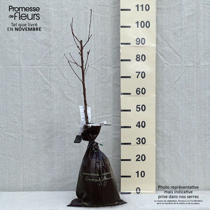 Amostra de Pessegueiro Sanguine de Savoie Georges Delbard - Prunus persica Torrão "Pronto a plantar", Copo tal como entregue no outono