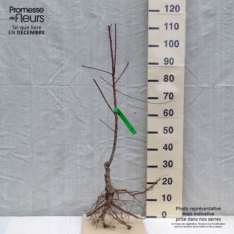 Amostra de Pessegueiro Sanguine Vineuse Bio - Prunus persica Raízes nuas, Rebento tal como entregue no inverno