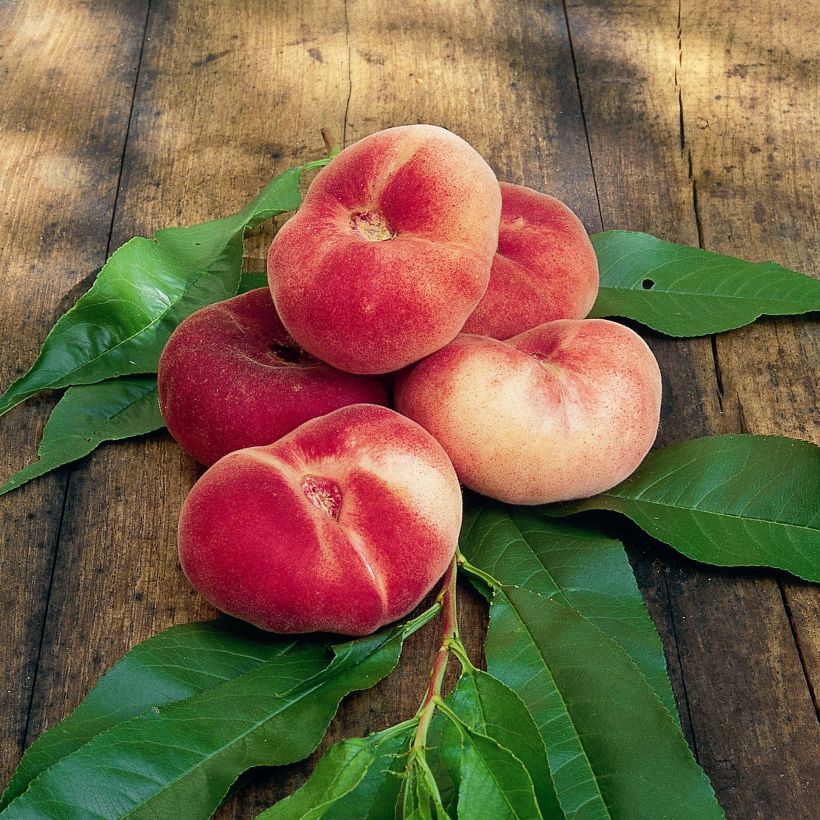 Pessegueiro-achatado Saturne Georges Delbard - Prunus persica (Colheita)