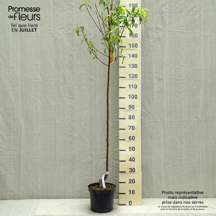 Amostra de Pessegueiro Suncrest - Prunus persica Vaso de 7,5 L/10 L, Meia haste tal como entregue no verão