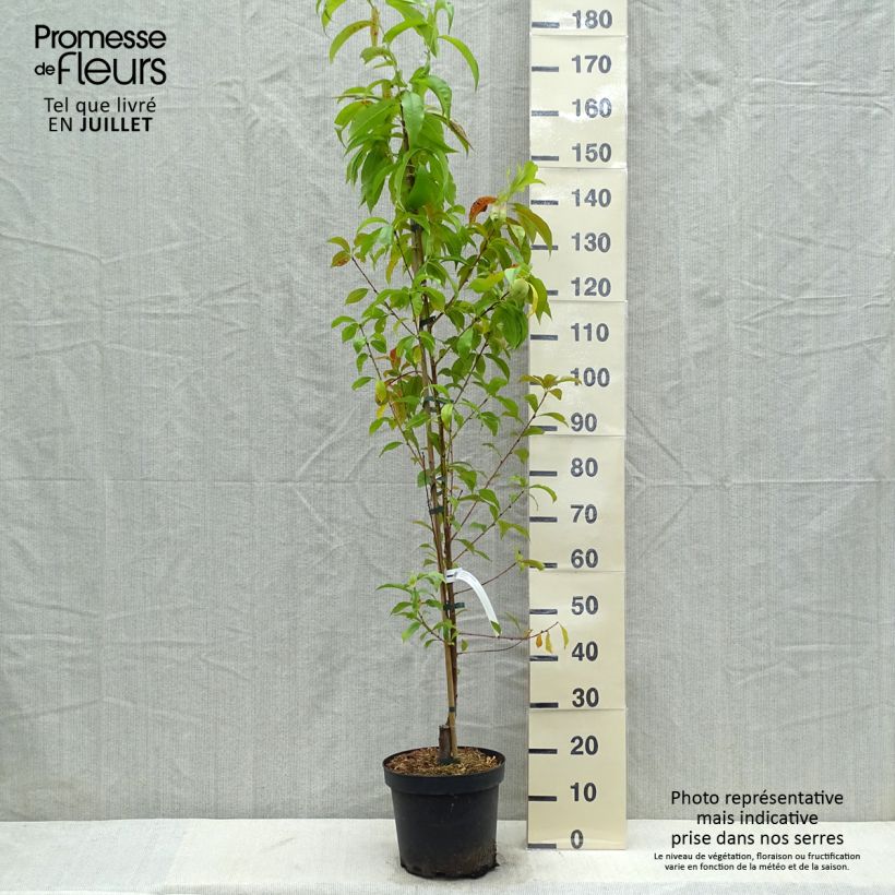 Amostra de Pessegueiro Suncrest - Prunus persica Vaso de 7,5 L/10 L, Copo tal como entregue no verão