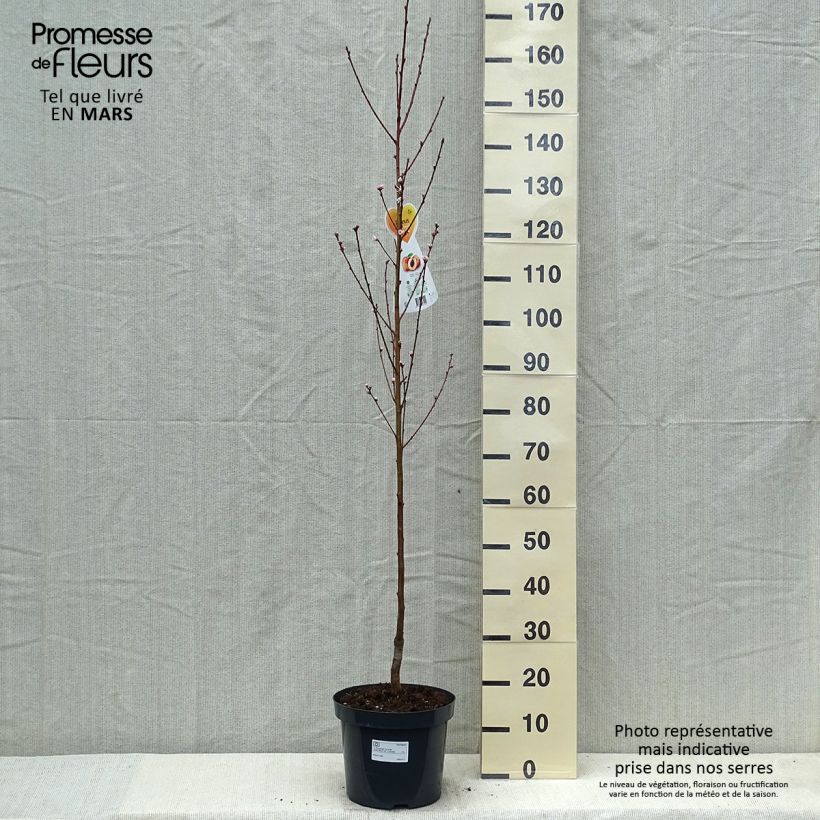 Amostra de Pessegueiro Suncrest - Prunus persica Vaso de 7,5 L/10 L, Copo tal como entregue na primavera