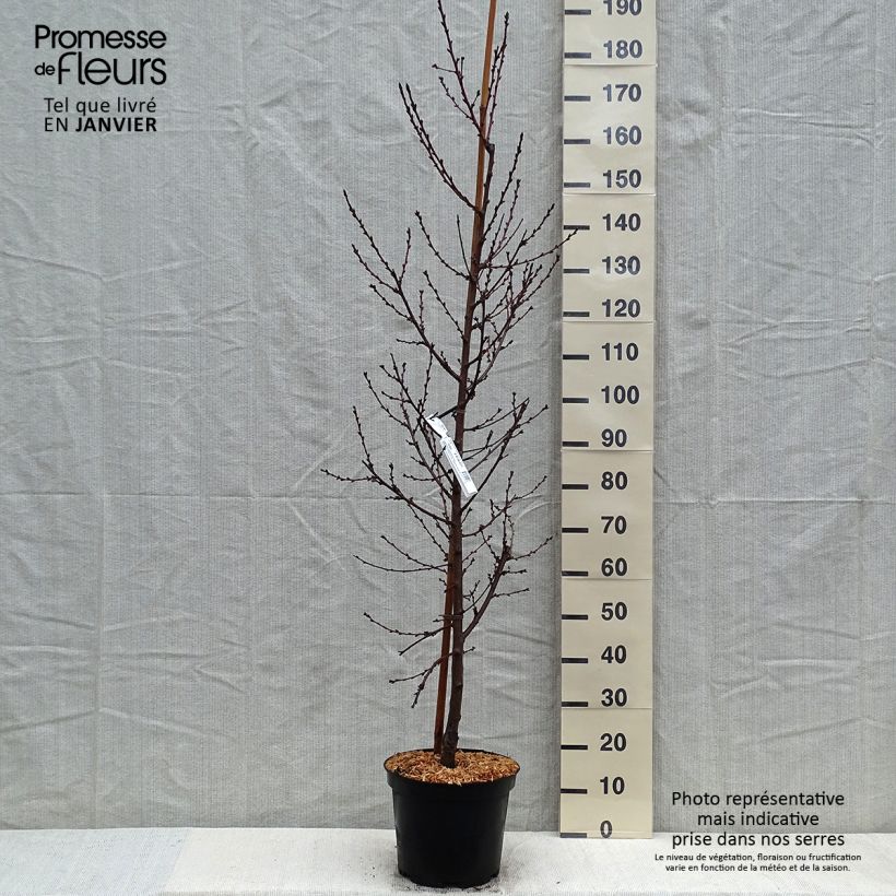 Amostra de Pêcher à fleurs - Prunus persica Taoflora Pink Vaso de 7,5 L/10 L tal como entregue no inverno