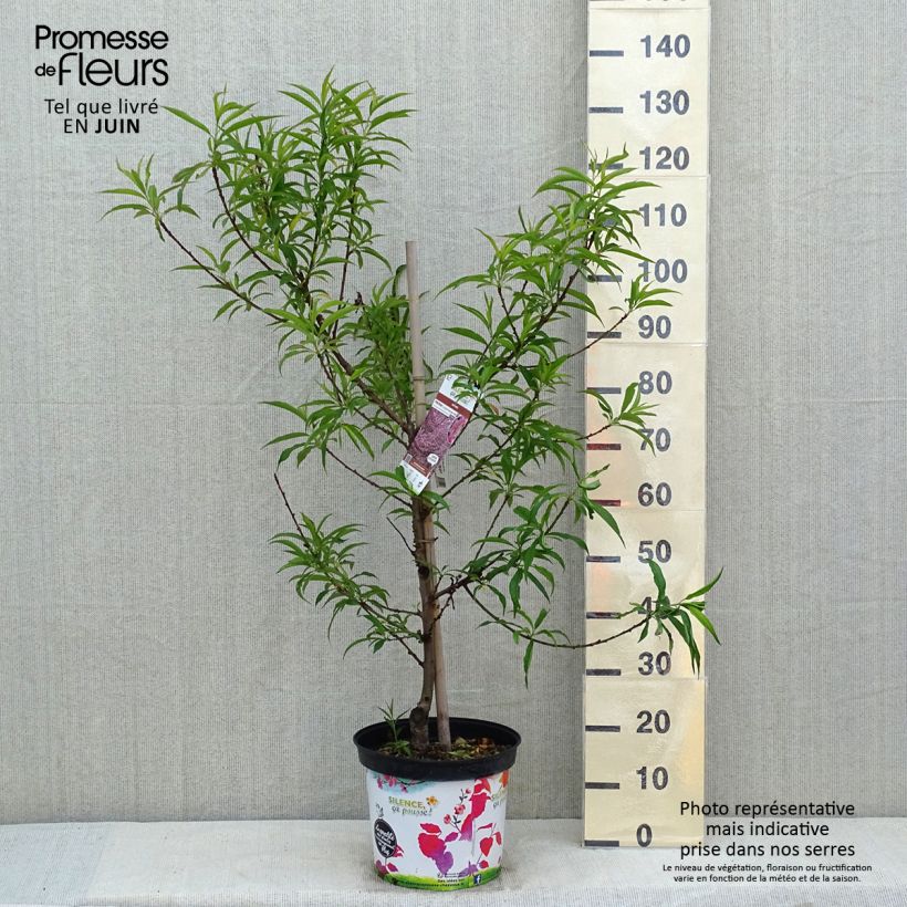 Amostra de Prunus persica Taoflora Pink Vaso de 7,5 L/10 L, Brasão tal como entregue na primavera