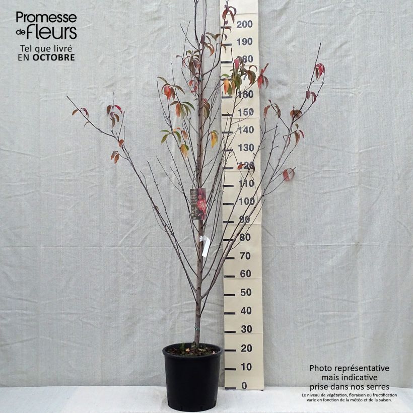 Amostra de Prunus persica Taoflora Red Vaso de 7,5 L/10 L, Brasão tal como entregue no outono