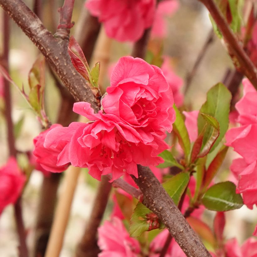Prunus persica Taoflora Red (Folhagem)