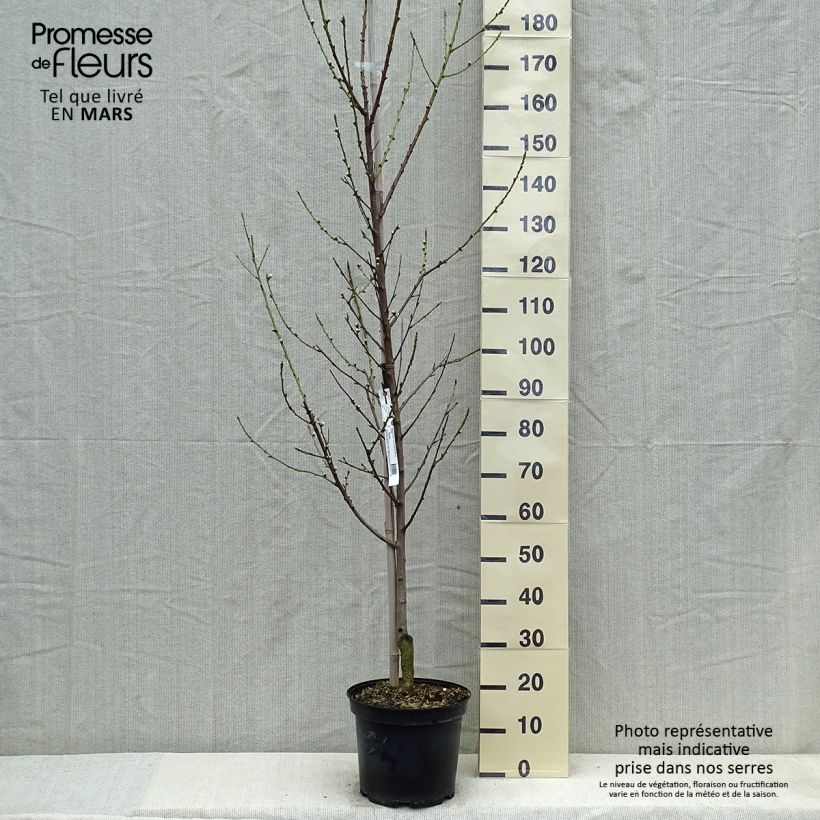 Amostra de Prunus persica Taoflora White Vaso de 7,5 L/10 L, Brasão tal como entregue na primavera