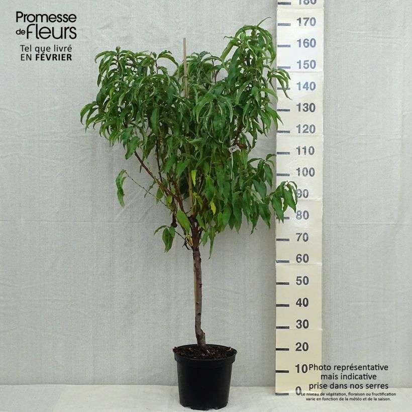 Amostra de Pessegueiro de vinha Vinha Amarela - Prunus persica Vaso de 7,5 L/10 L, Copo tal como entregue no outono