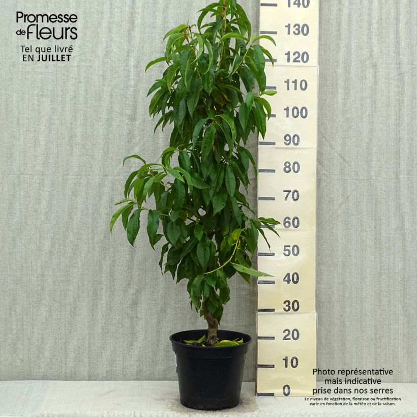 Amostra de Pessegueiro de vinha Vinha Amarela - Prunus persica Vaso de 7,5 L/10 L, Copo tal como entregue no verão