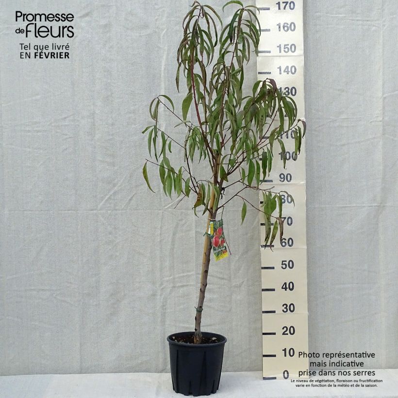 Amostra de Pessegueiro-de-vinha Vinha Branca - Prunus persica Vaso de 7,5 L/10 L, Copo tal como entregue no outono