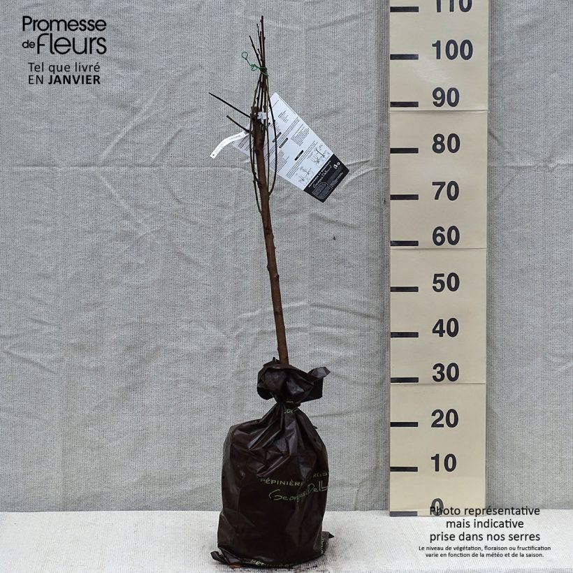 Amostra de Pêcher de Vigne blanche - Pêche de vigne Torrão "Pronto a plantar", Copo tal como entregue no inverno