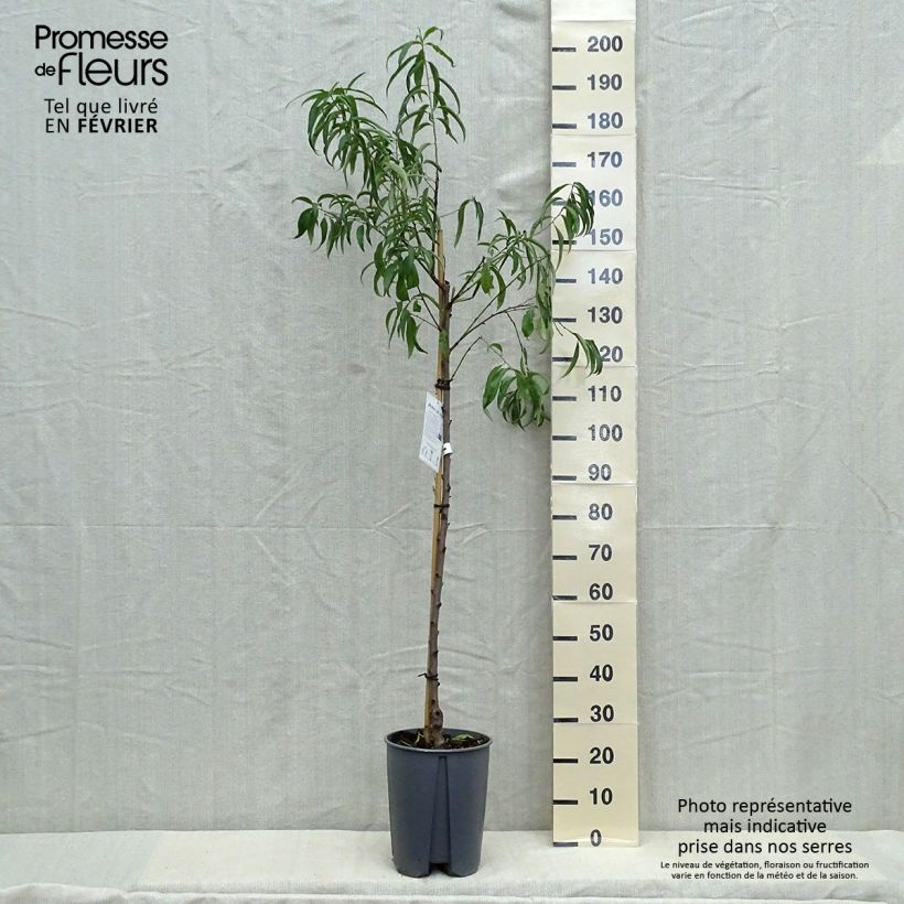 Amostra de Pessegueiro-de-vinha Vinha Branca - Prunus persica Vaso de 12 L/15 L, Meia haste tal como entregue no outono