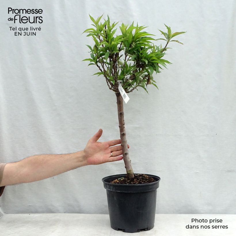 Amostra de Pessegueiro anão Amber Pix Zee - Prunus persica Vaso de 6 L/7 L, 1/4 de haste tal como entregue no verão