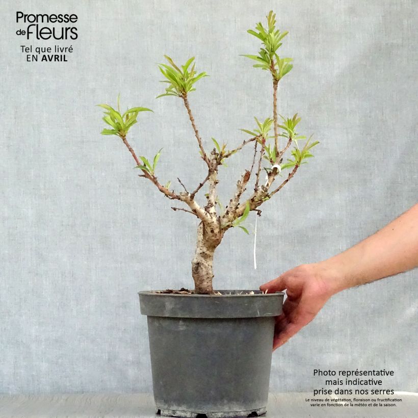 Amostra de Pessegueiro anão Amber Pix Zee - Prunus persica Vaso de 6 L/7 L, 1/4 de haste tal como entregue na primavera