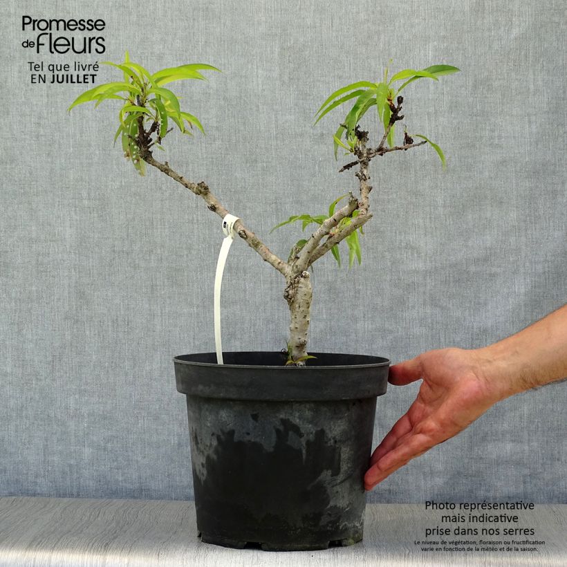 Amostra de Pessegueiro anão Diamond Zaipevi - Prunus persica Vaso de 6 L/7 L, 1/4 de haste tal como entregue no verão